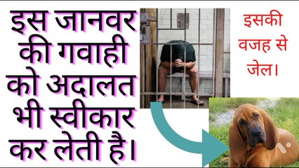 इस जानवर की गवाही को अदालत भी स्वीकार कर लेती है। कुत्ते की वजह से जेल।