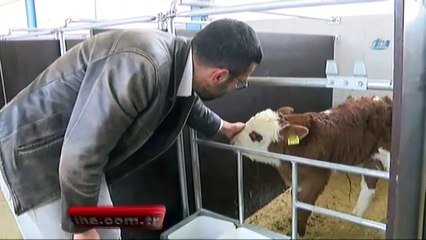 Kırmızı ette ithalatın önüne embriyo transferiyle geçilecek