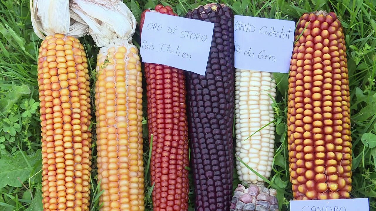 En Dordogne, le "maïs paysan" pour sauvegarder...