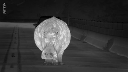 Des animaux dans la ville - Explorateurs des banlieues