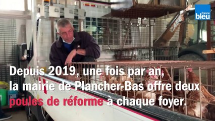 VIDÉO - La mairie de Plancher-Bas offre des poules qui "devaient finir en  nuggets" aux habitants