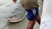 Pescadores rescataron a tiburón en la atrapado en la orilla del mar en Unguia, Chocó