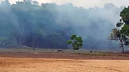 जंगल में लगी आग