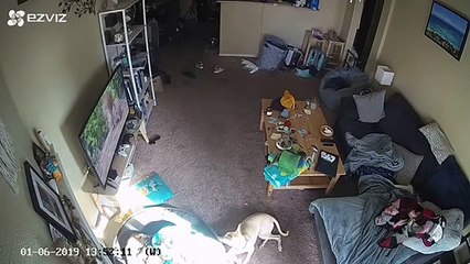 Ce chien détruit la TV en chassant un écureuil dans une émission