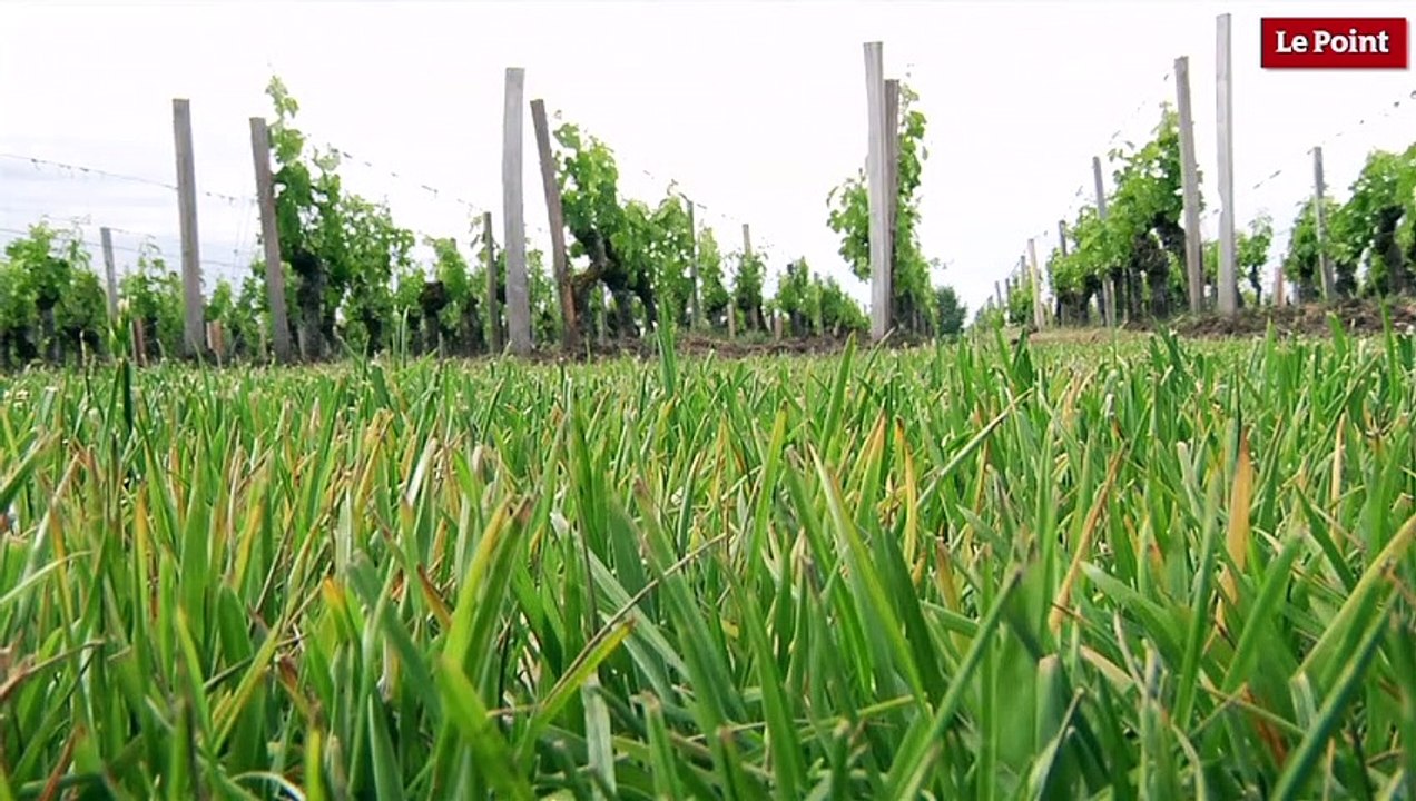 La Dominique :  la restructuration des vignes
