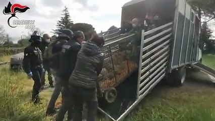 Viterbo - Sequestrato allevamento che ibridava lupi e cani (17.04.21)