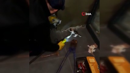 Mahsur kalan 5 yavru kedi kurtarıldı