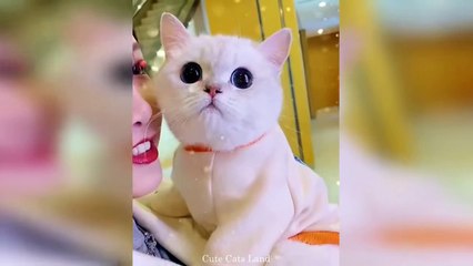 Download Video: Baby Cats | Cute And Funny Cat Videos Compilation #105 | Cute Cats Land