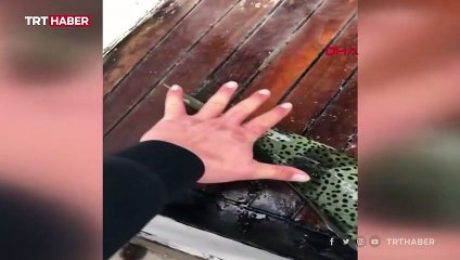 Lara sahilinde görülen zehirli balon balıkları tedirgin etti