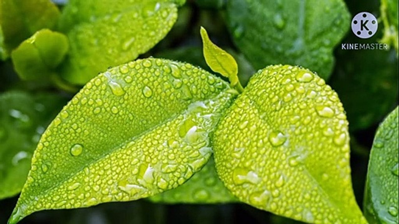 jannati aurat ke nishaniya tafseel se