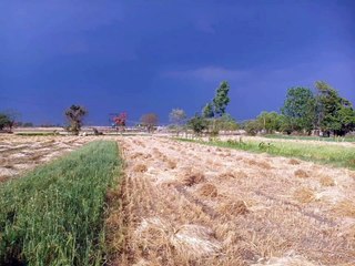 19 अप्रैल से 25 अप्रैल तक मंडी में खरीद-फरोख्त नहीं होगी