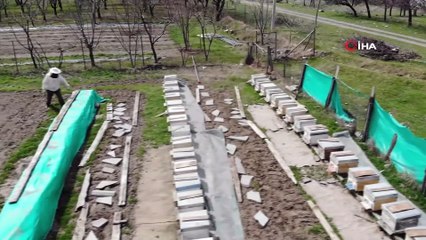 Erzincan’da kıştan çıkan bal arıları açan çiçeklerle buluştu