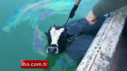 Dana göle kaçtı, balıkçılar kurtardı