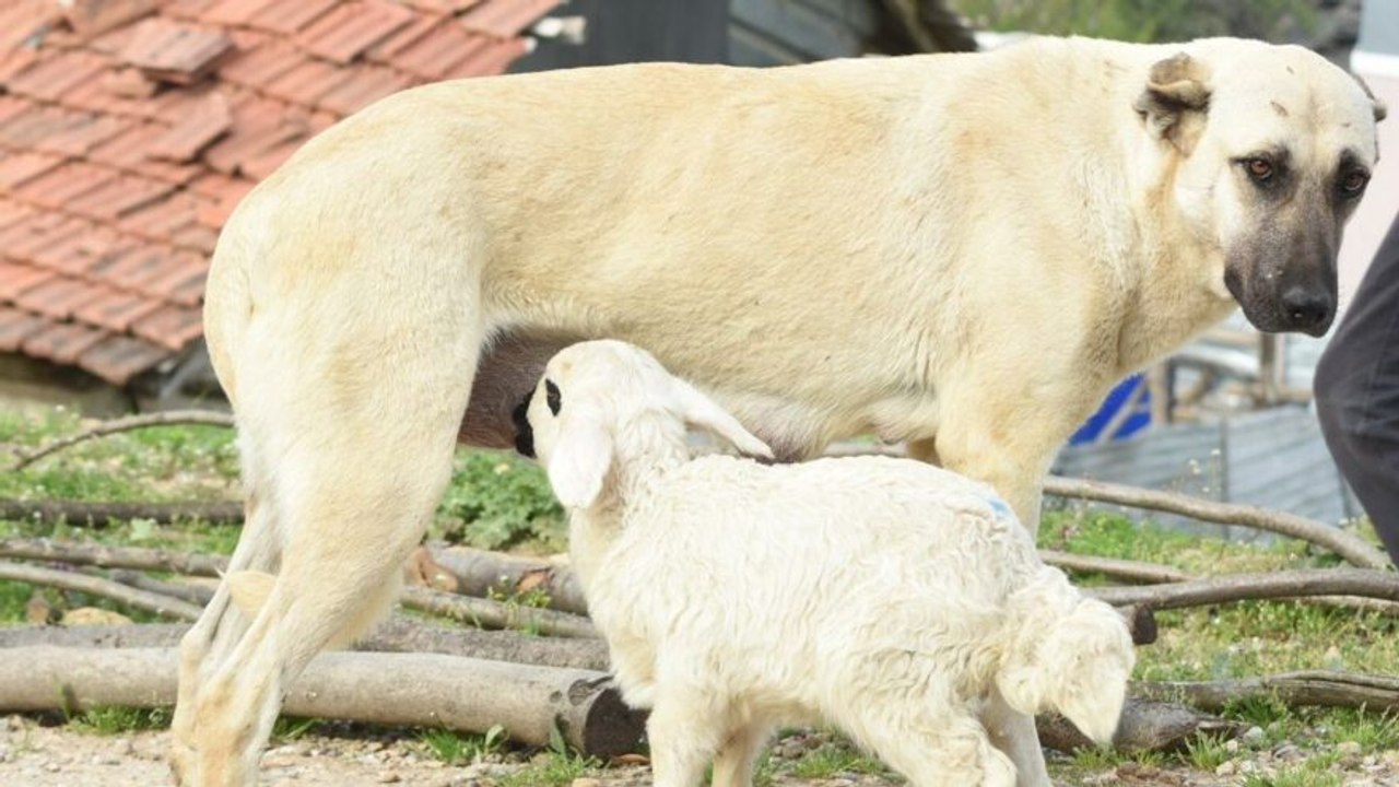 Çoban köpeği, kuzunun 'süt annesi' oldu