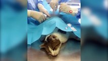 Esenyurt’ta yaralı kedinin kurşunla vurulduğu ortaya çıktı