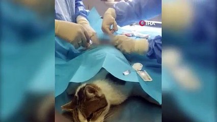 Yaralı kedinin kurşunla vurulduğu ortaya çıktı