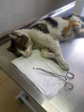 Esenyurt'ta yaralı kedinin vurulduğu ortaya çıktı