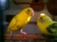 Parrots bird to keep as a pet  Budgerigar  love birds
