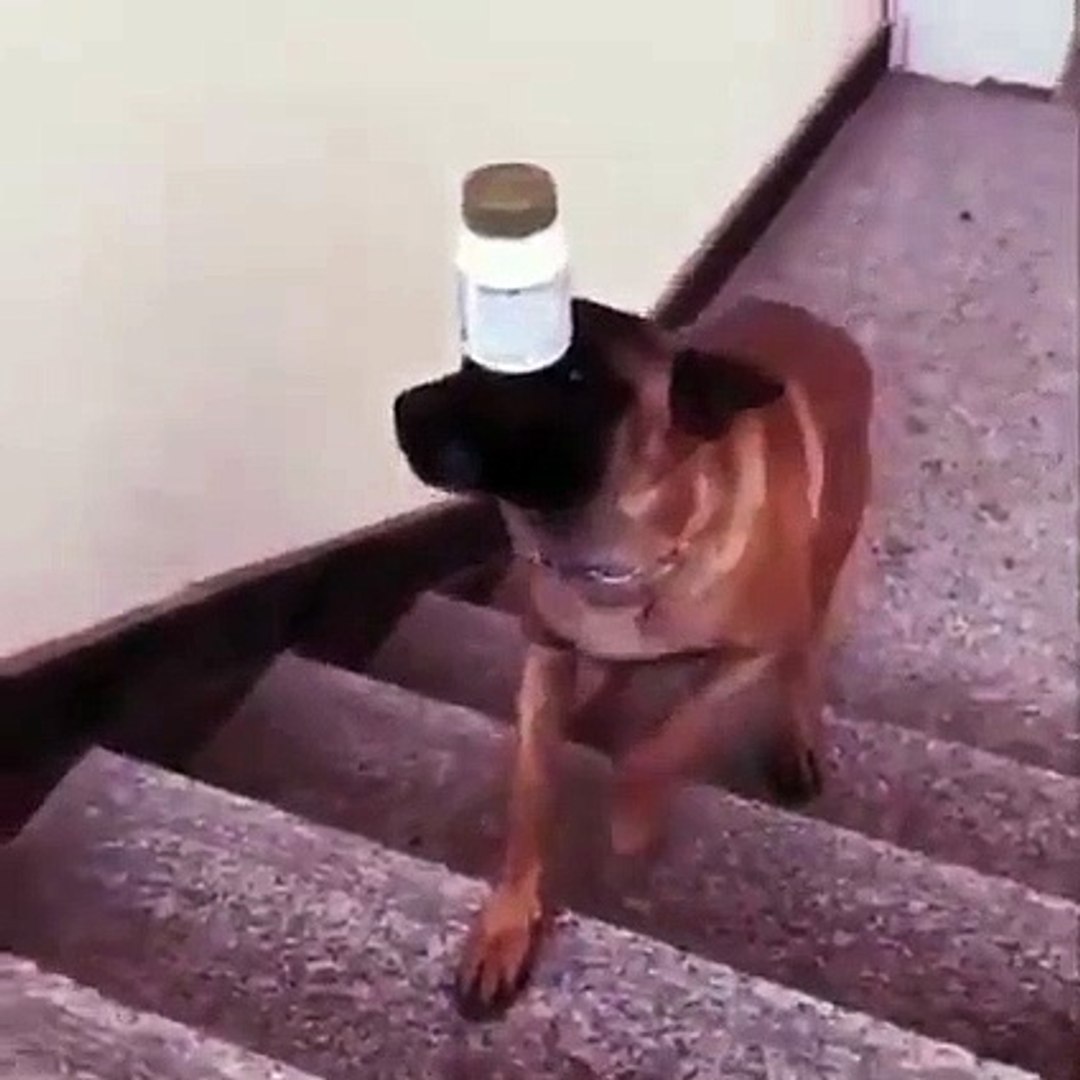 Best videos, Top videos, Viral videos Funny videos no. 124