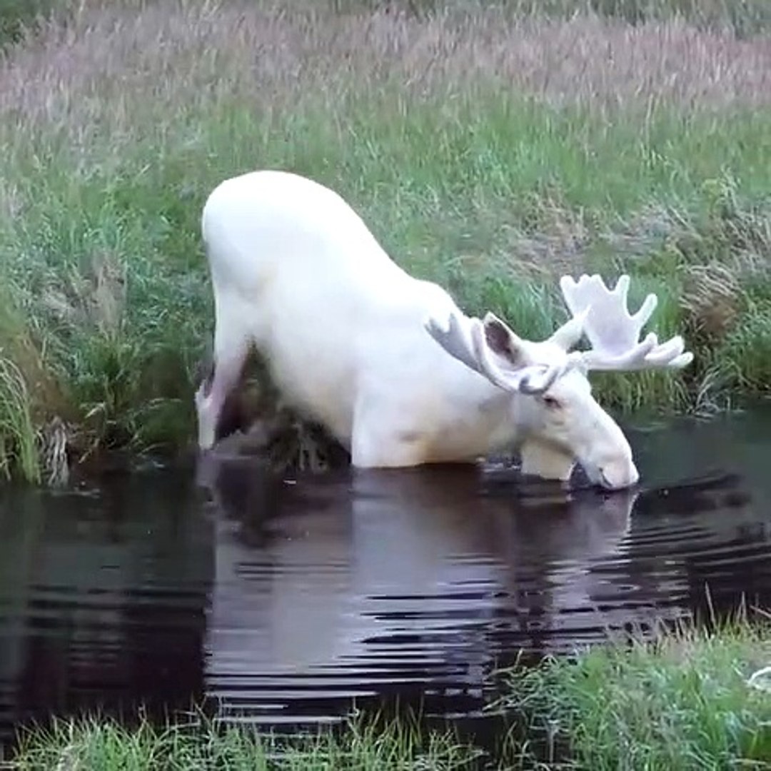 Best videos, Top videos, Viral videos Funny videos no. 125