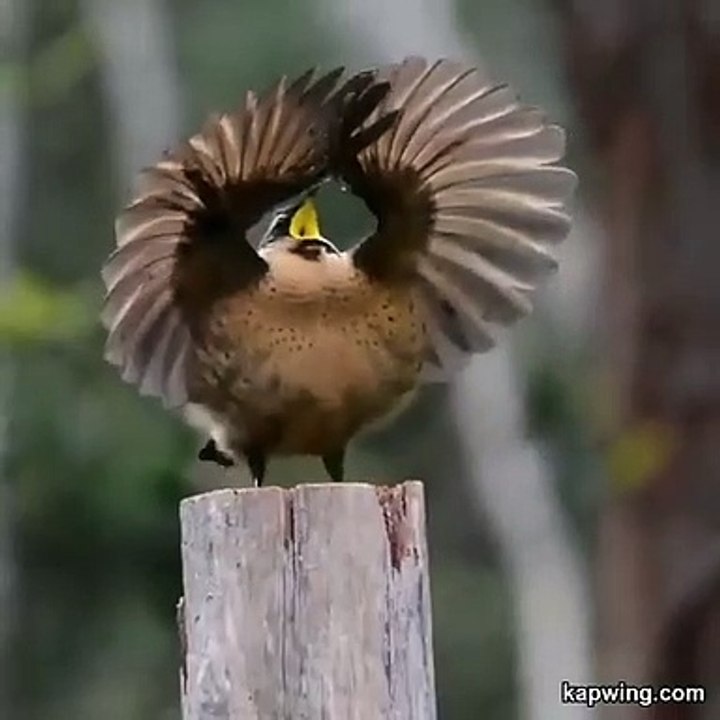 Best videos, Top videos, Viral videos Funny videos no. 127