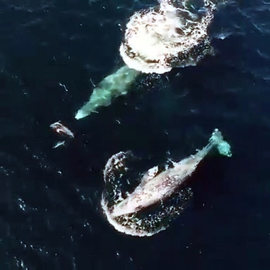 Best videos, Top videos, Viral videos Funny videos no. 129