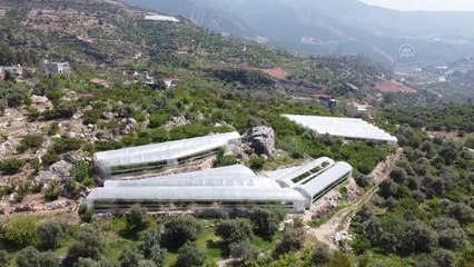 Dalında alıcı bulan "can erik" fiyatı ve kalitesiyle üreticisini sevindirdi