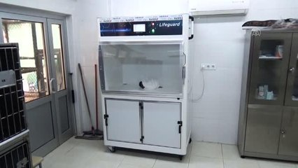 Babun maymunu "Nisan" ile sırtlan "Seko" Tarsus Doğa Parkı'nın yeni üyeleri oldu