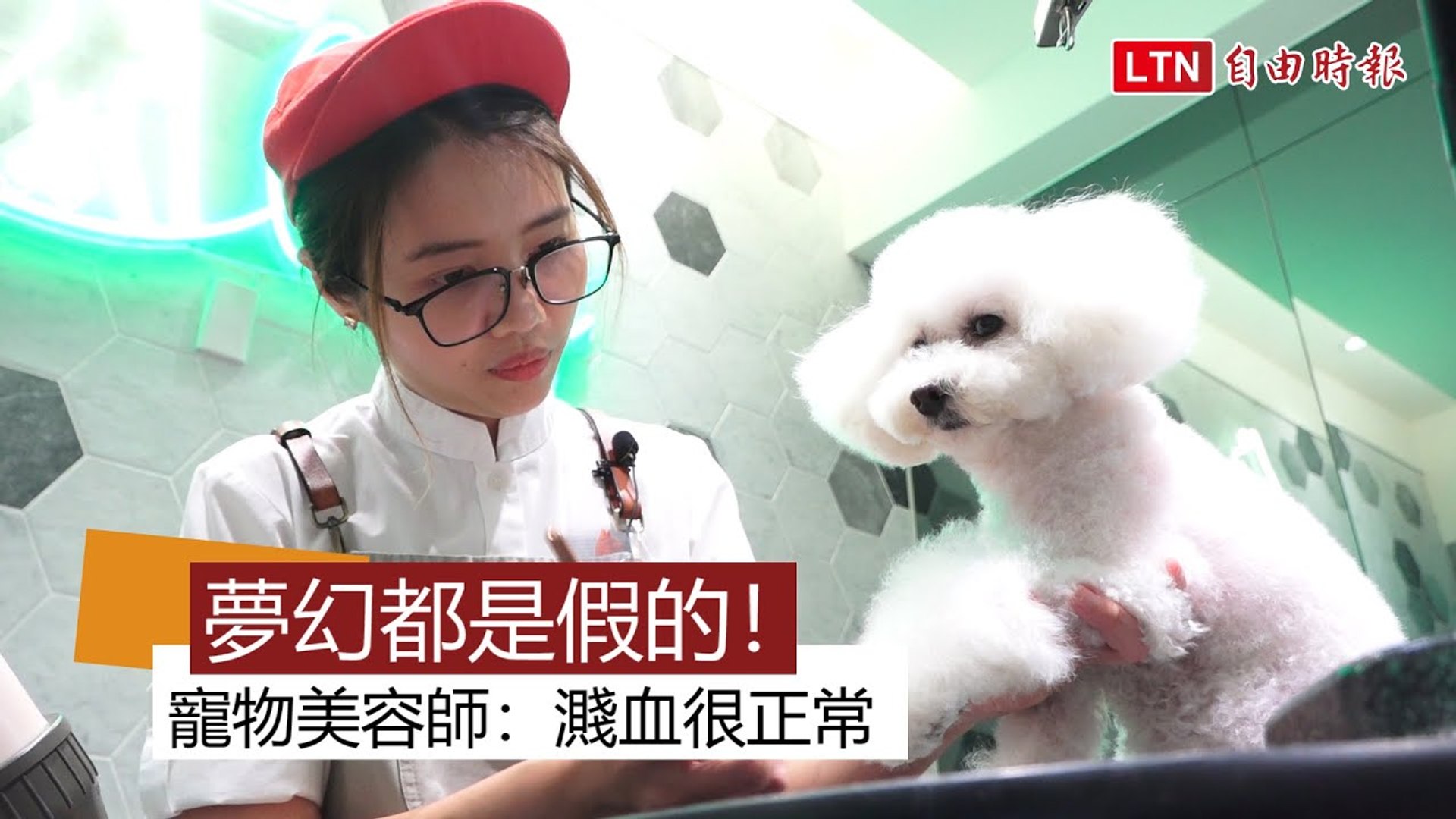 咬到濺血噴碎肉寵物美容師 最累的不是被咬是 影片dailymotion