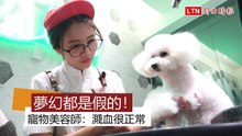 咬到濺血噴碎肉 寵物美容師：最累的不是被咬 是...