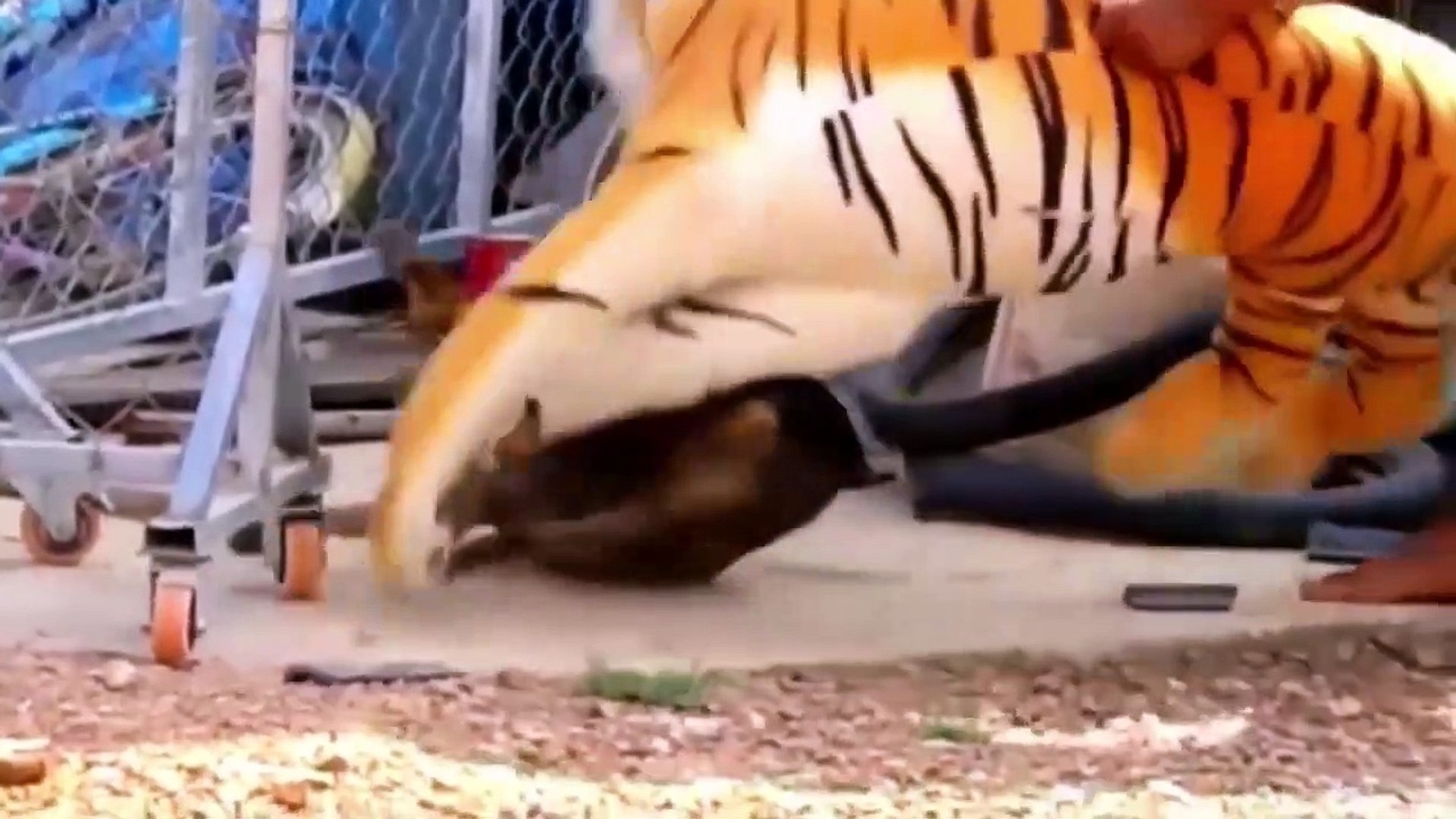 ⁣fake tiger prank dog funny _ prank dog sound _ prank dog video _ prank dog _ P68