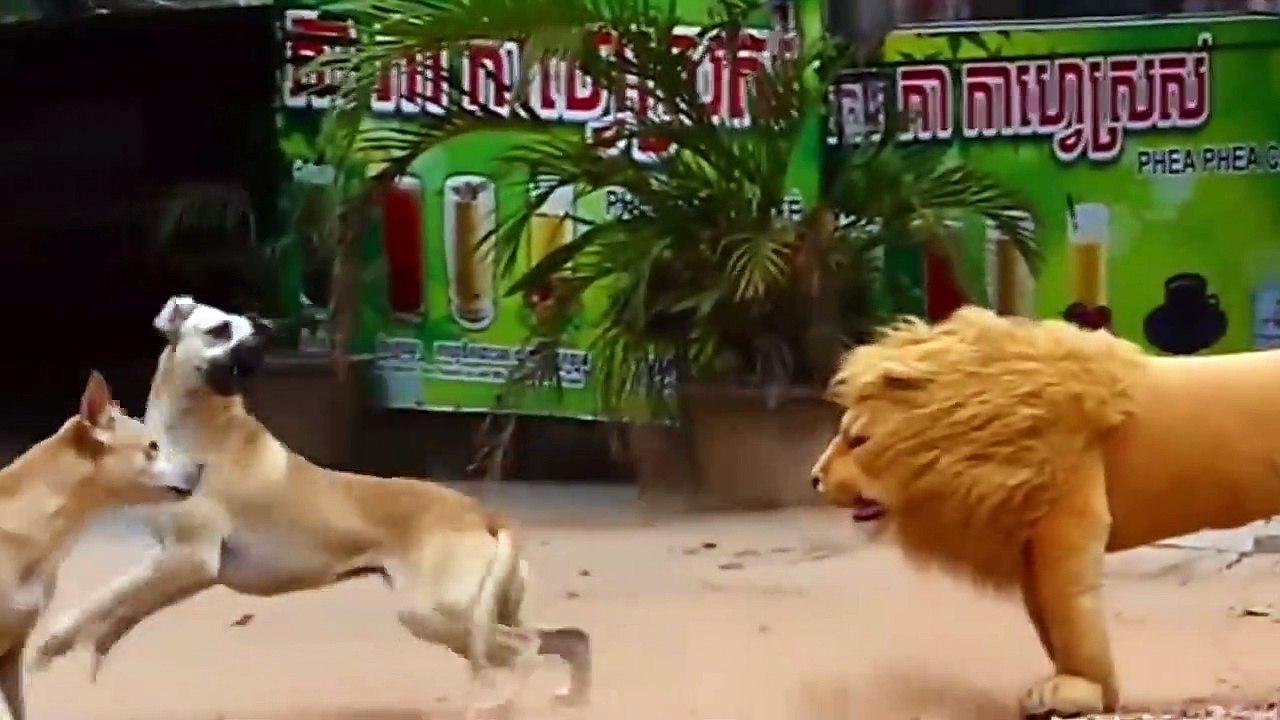 Troll Prank Dog Funny & fake Lion and Fake Tiger Prank To dog ,Huge Box Prank.Troll Video,Ep60_Troll