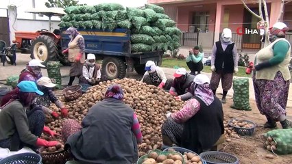 TMO'nun patates alımı Manisalı çiftçilerin yüzünü güldürdü