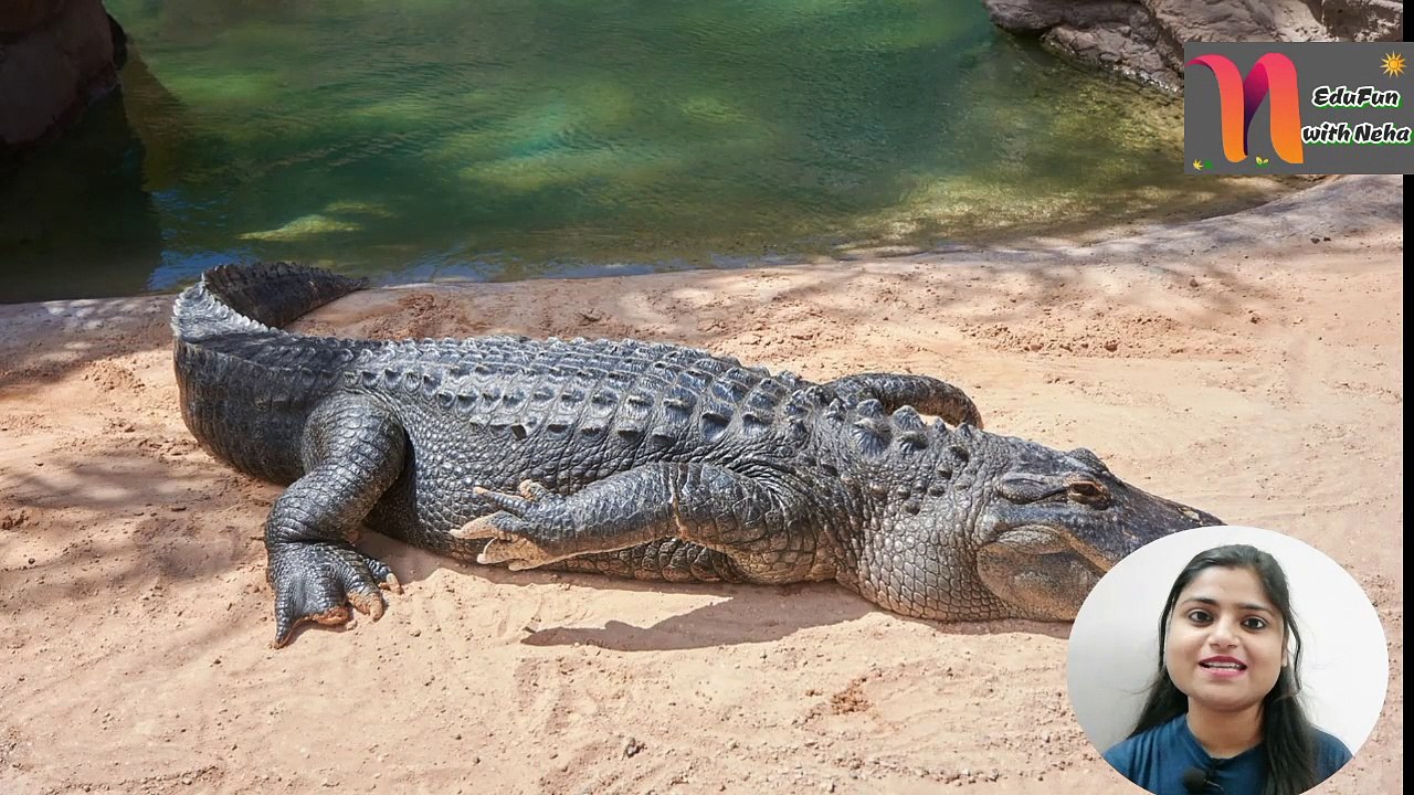 Crocodile Fact that you cannot believe!! मगरमच्छ तथ्य जो आप विश्वास नहीं कर सकते हैं #shorts #youtubeshorts #edufunwithneha #BackToBasics​
