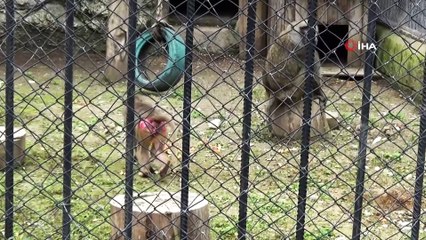 Annelerince reddedilen sevimli yavrular koruma altına alındı