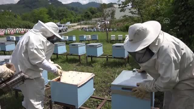 Ordu Arı Yetiştiricileri Birliğinden arı sütünü güvenilir yerlerden alın çağrısı