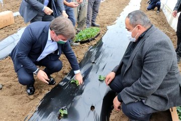 İç Anadolu'nun Çukurova'sında devlet desteğiyle üretim artarak sürüyor