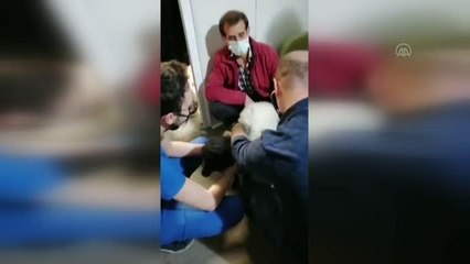 Kuzusu hastalanan vatandaş veteriner bulamayınca hastaneye gitti