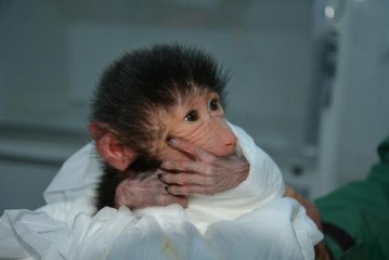 Annelerinin ilgilenmediği yavru babun ve sırtlanı biberonla besliyorlar