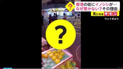 香港の街にイノシシが