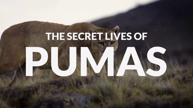 The Secret Lives of Pumas • 2020 • Episode 3/7 • The Secret Lives of Big Cats HD
