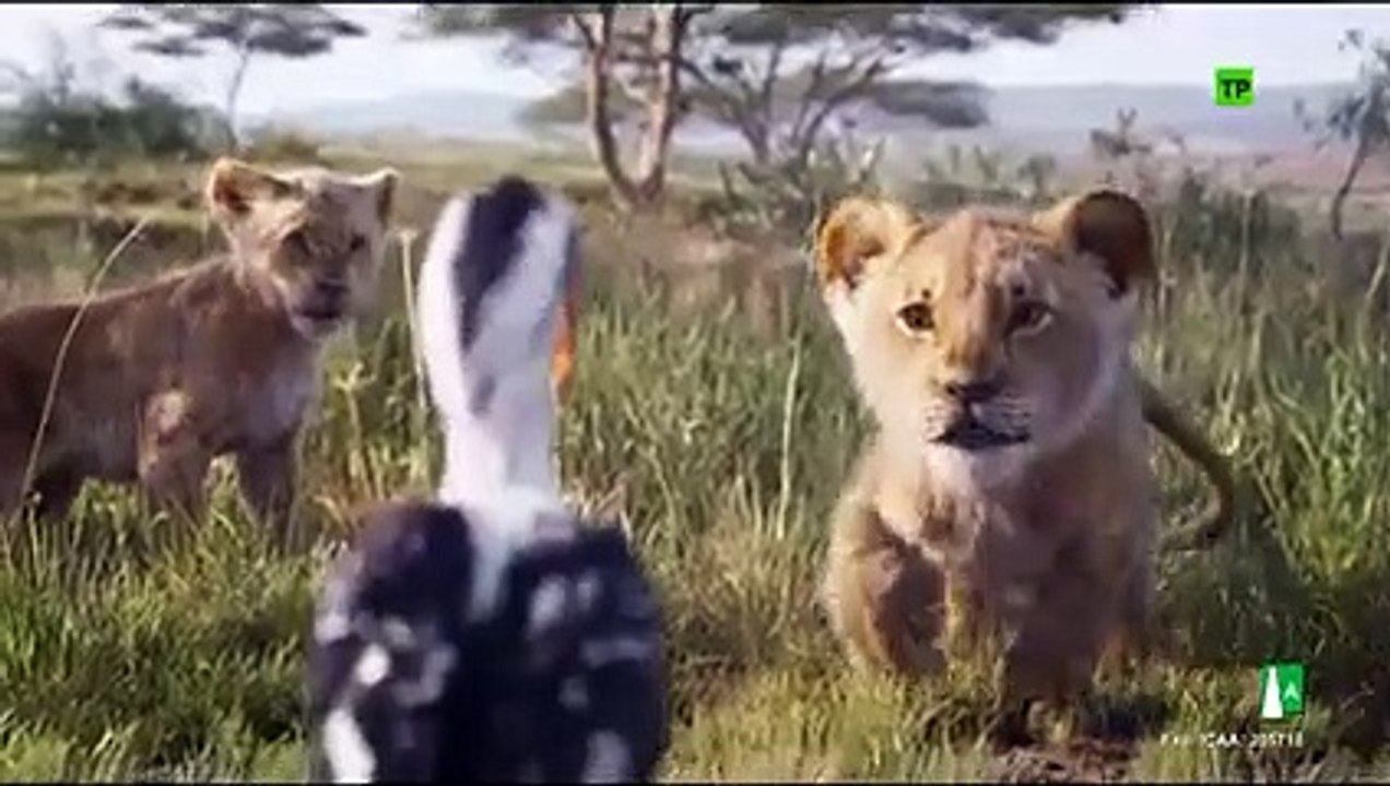 Jungle ki video kids like video