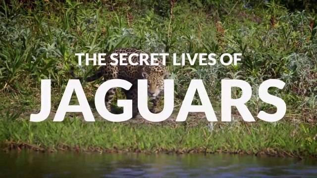 The Secret Lives of Jaguars • 2020 • Episode 6/7 • The Secret Lives of Big Cats