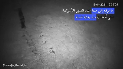 برنامج لإحياء وجود النمر الأميركي في شمال شرق الأرجنتين