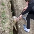 Un mouton sauvé d'un trou y retombe quelques secondes après