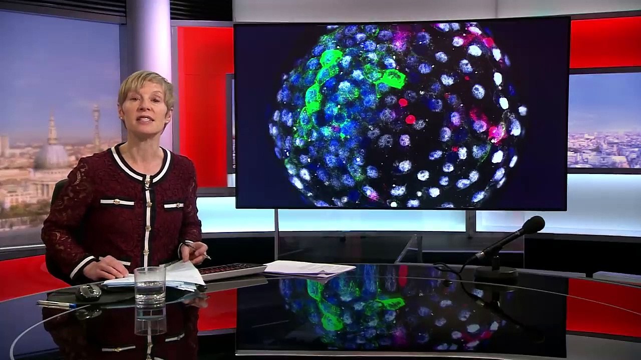 Human Cells Grown In Monkey Embryos Spark Ethical Debate - Bbc News