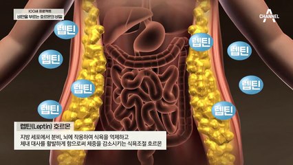 식욕 통제 불능을 일으키는 '렙틴 호르몬' 비만을 부르는 호르몬의 비밀