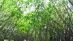 Pichavaram - World's 2nd Largest Mangrove Forest