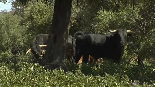 Sevilla se queda sin toros por segundo año consecutivo