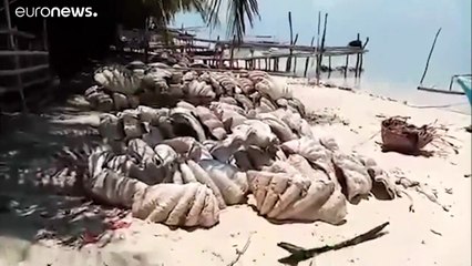 مصادرة "أصداف" عملاقة بـقيمة 25 مليون دولار في الفلبين